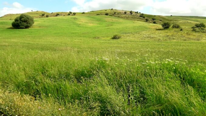 uploaded-image-yesilliklerin-kent-peyzaj-tasarimi-ve-parklar-1697900538212